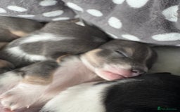 Pomchi dogs for sale: Pomchi x Jackchi puppies  - Image 3