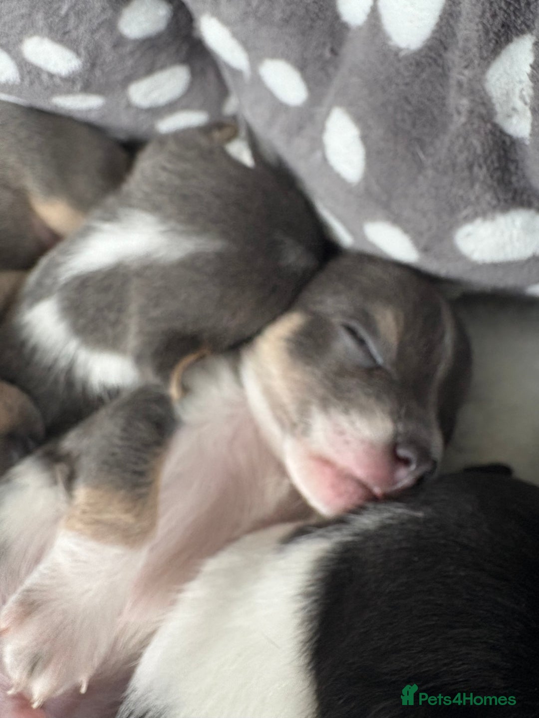 Pomchi dogs for sale: Pomchi x Jackchi puppies  - Image 3