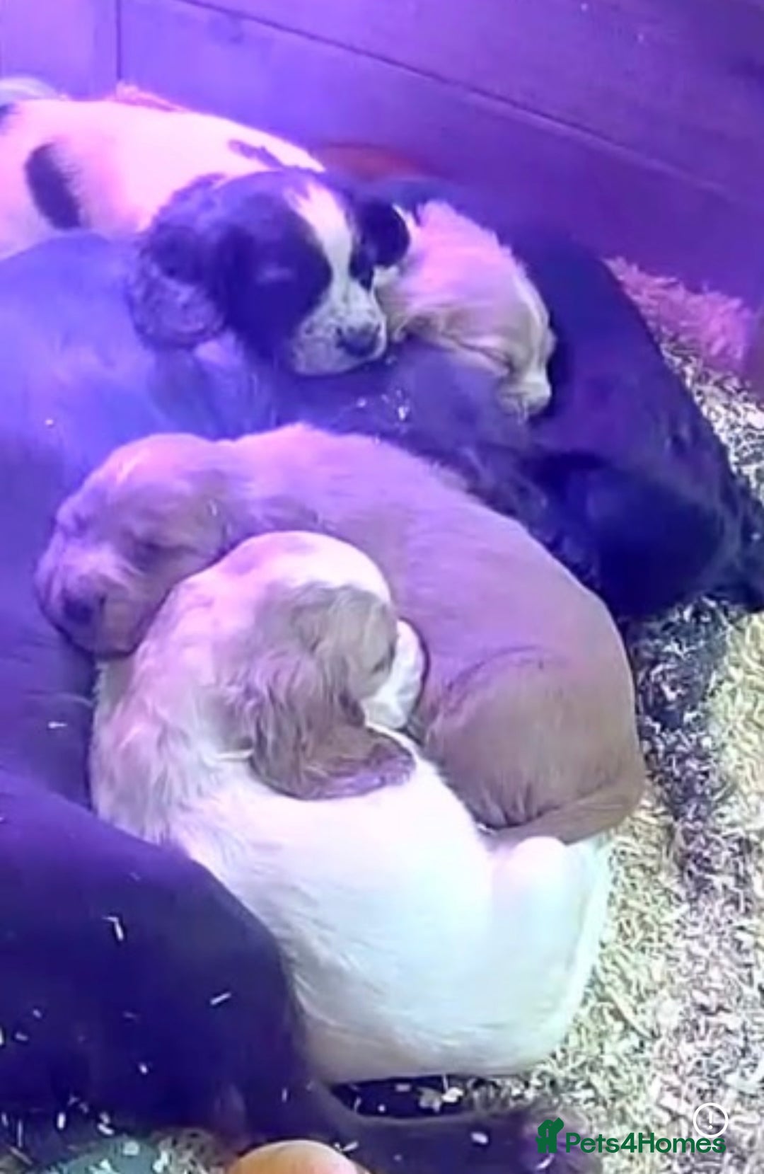 Cocker Spaniel dogs for sale: Female cocker spaniel  - Advert 2