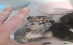 Mixed Breed cats for sale: Playful & cuddly Tabby-Bengal-Mix Kittens £200 - Image 34