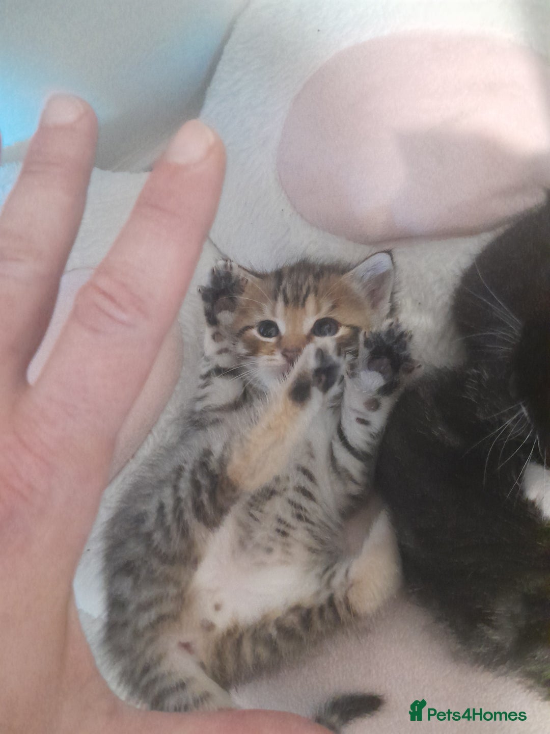 Mixed Breed cats for sale: Playful & cuddly Tabby-Bengal-Mix Kittens £200 - Image 34
