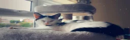 Mixed Breed cats for sale: 3 Rescue kittens with FULL MOT! 🖤🤍🖤 - Advert 8