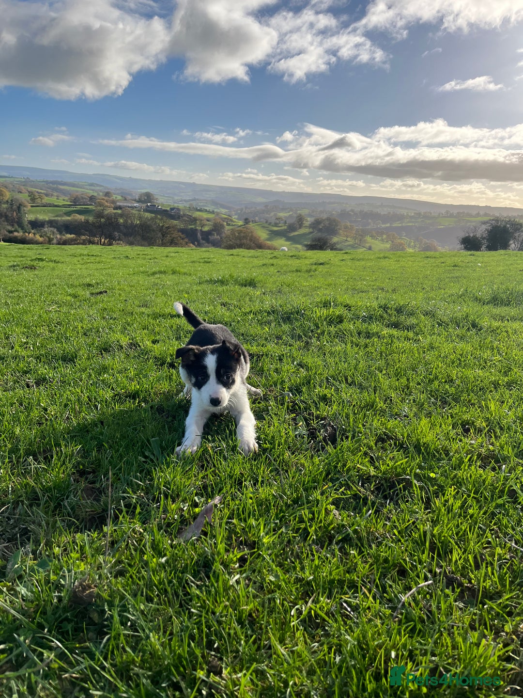 Border Collie dogs for sale: Red merle girl  - Advert 14
