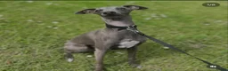 Italian Greyhound dogs for stud: Blue Italian greyhound for stud  - Advert 4