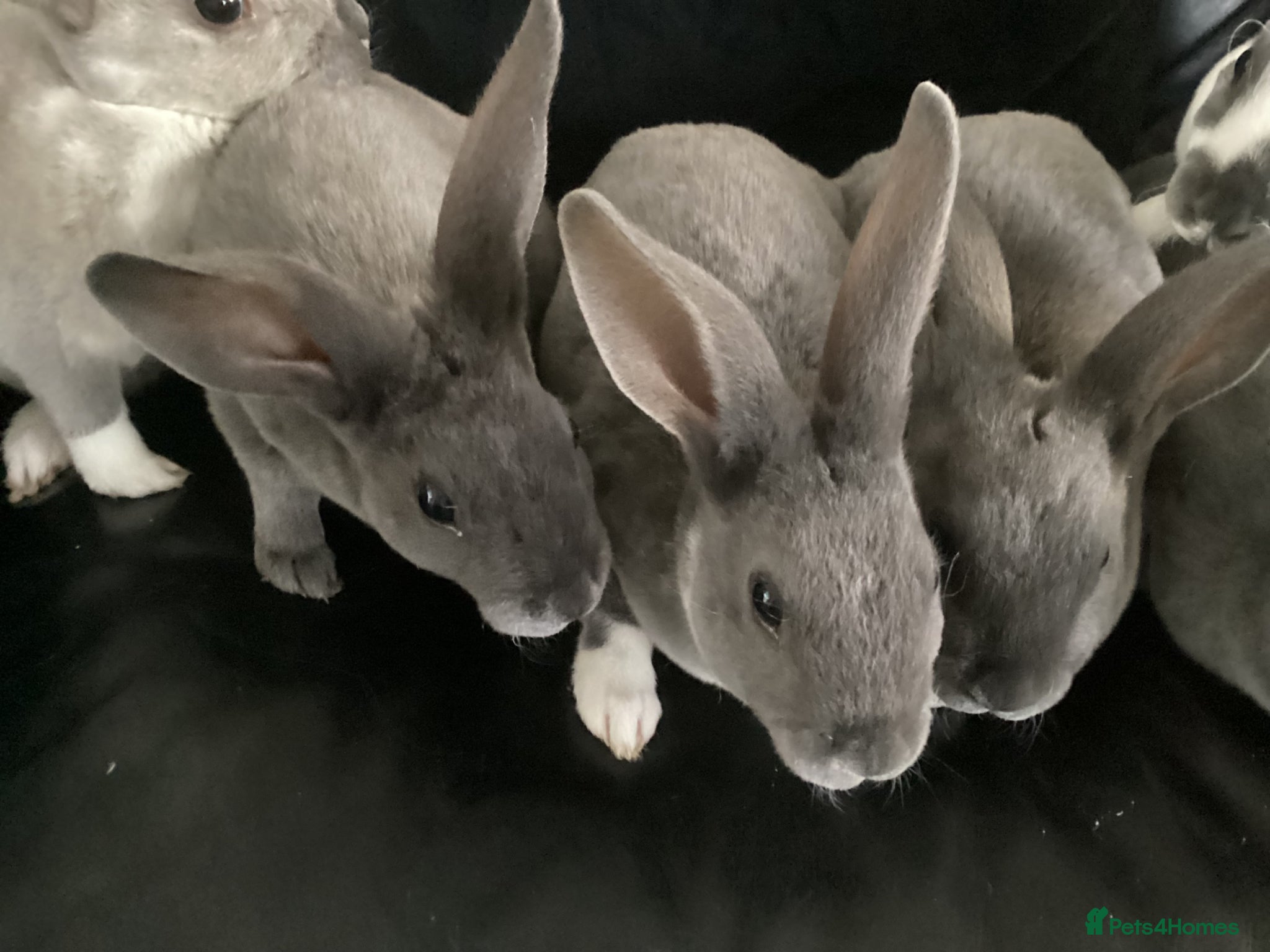 Rex rabbits Mini rex - Advert 1