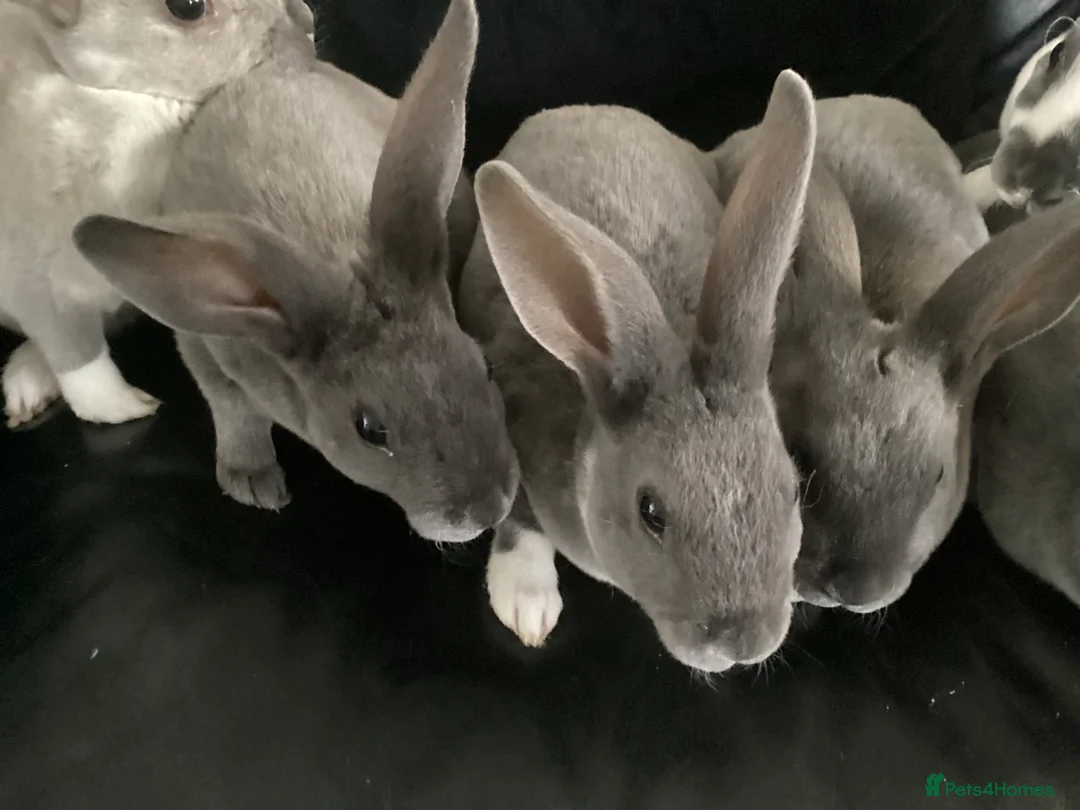 Rex rabbits for sale: Mini rex - Advert 1