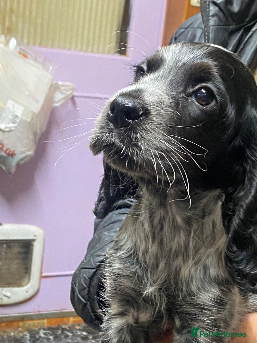 Cocker Spaniel dogs for stud: Stunning  Cocker Spaniel for stud in Northwood - Advert 22