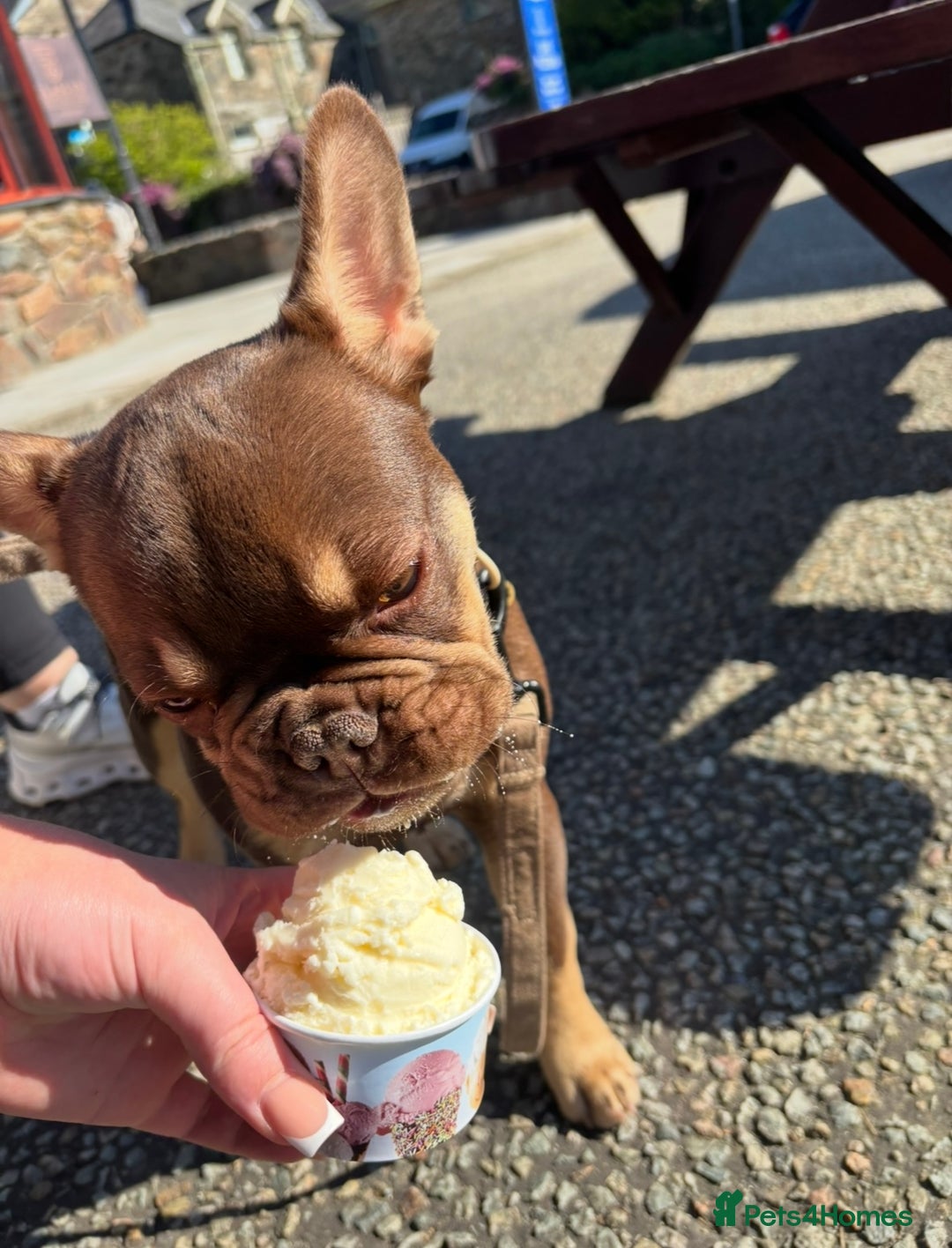 French Bulldog dogs for sale: Rollo - Image 4