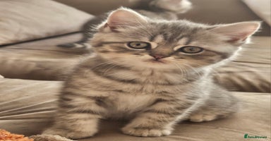 British Shorthair cats - Advert 13