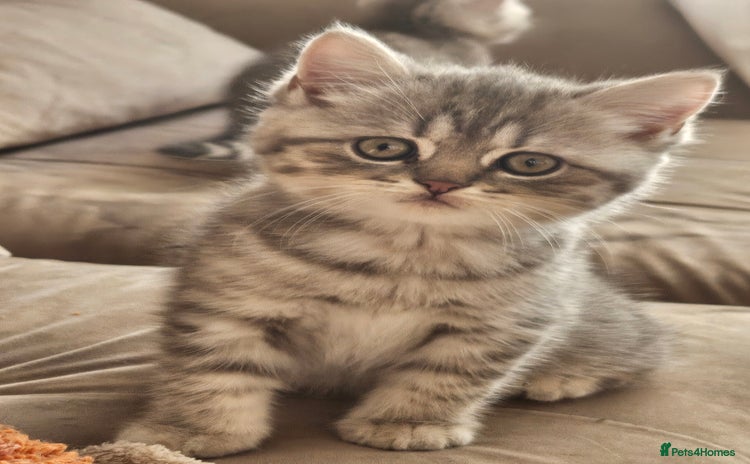 British Shorthair cats - Advert 15