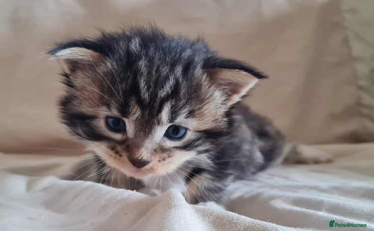Maine Coon cats for sale - Advert 3