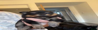 Dolcie