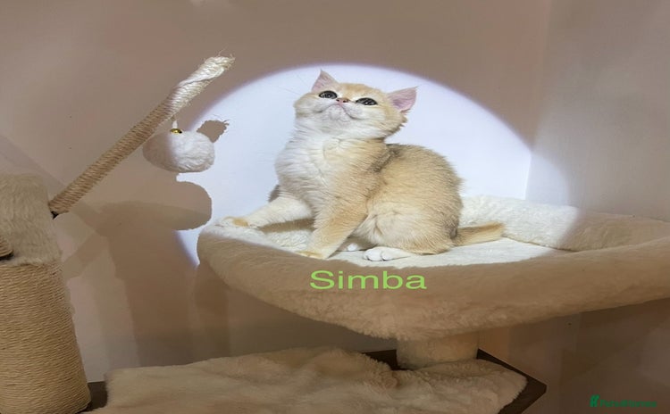 British Shorthair cats - Advert 7