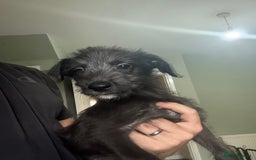 Lurcher dogs for sale: Last girl puppy available now. 💗 - Image 1