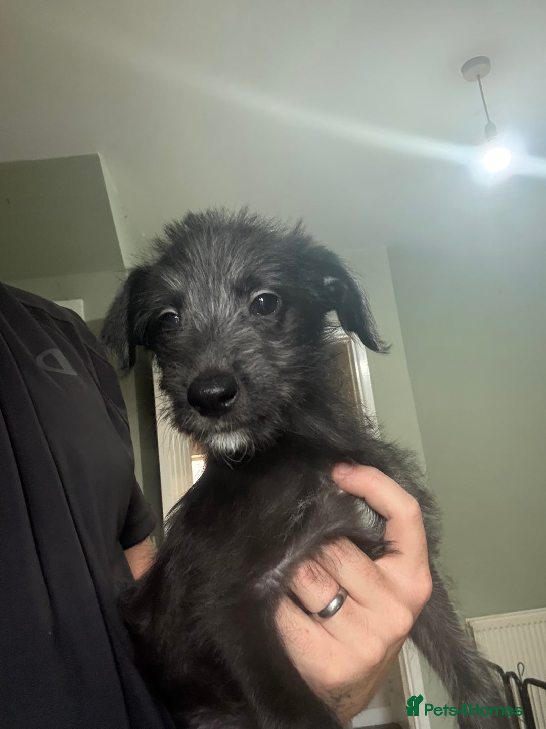 Lurcher dogs for sale: Last girl puppy available now. 💗 - Image 1