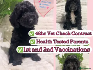 Labradoodle dogs Labradoodles puppies ready now - Advert 2