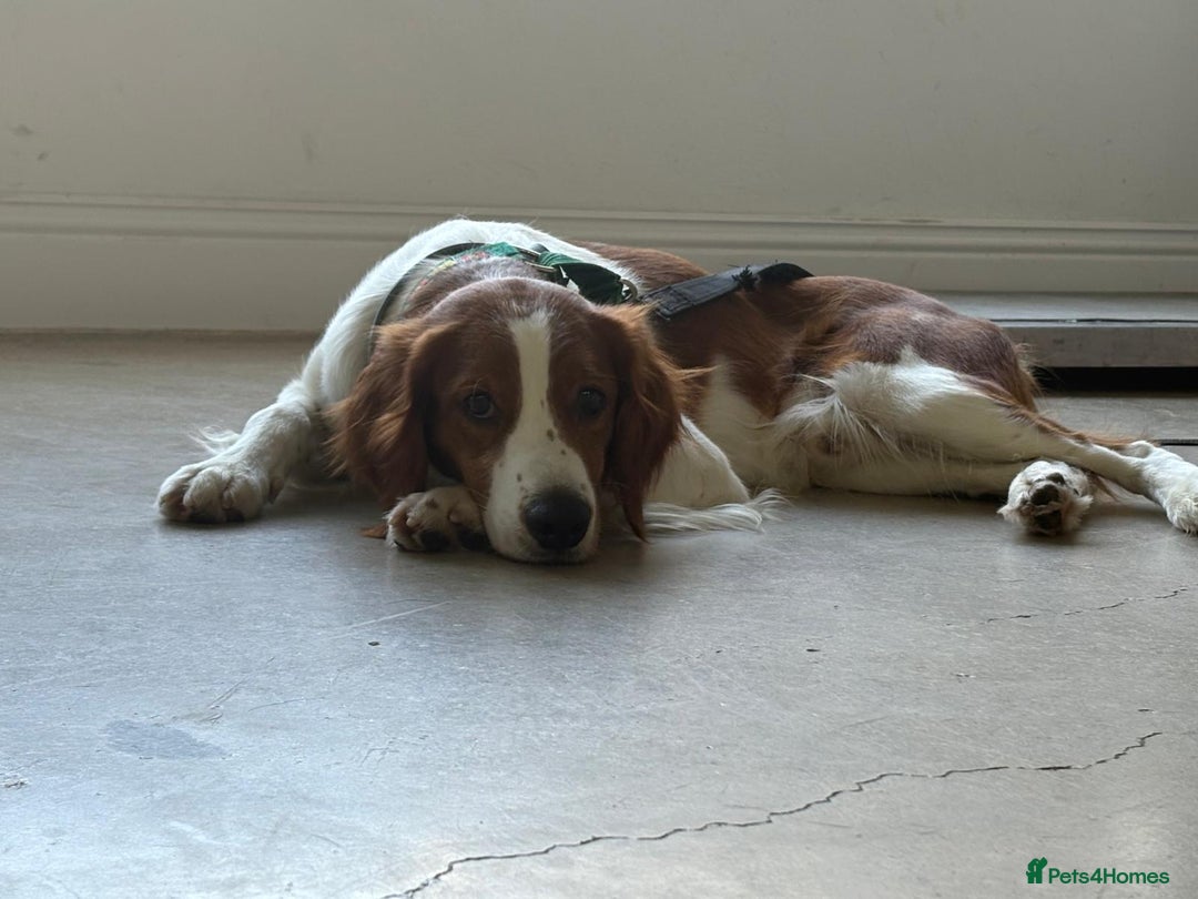 Brittany Spaniel dogs for adoption: Elvis, Brittany Cross, aged 1 in Bedford - Image 22