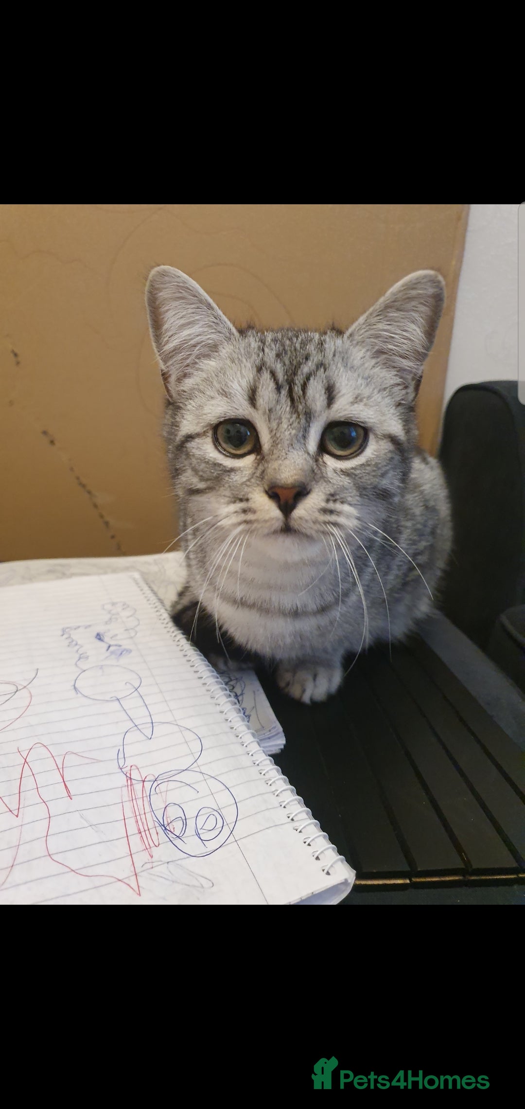 Mixed Breed cats for sale: Bsh kitten and Persian cat  in Manchester - Image 2
