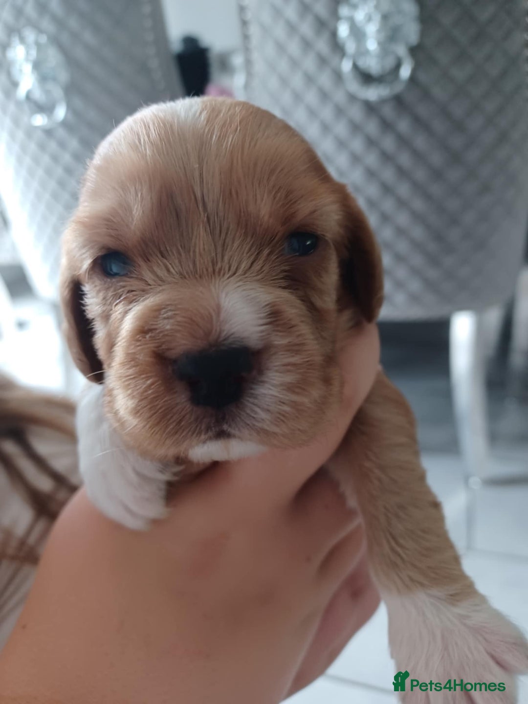 Cocker Spaniel dogs for sale: Kc registered cocker spaniel puppies - Image 18
