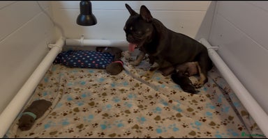 French Bulldog dogs - Advert 9