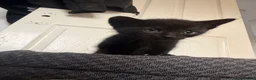 Domestic Shorthair cats for sale: 4 beautiful baby’s ready for there home - Advert 13