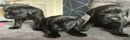 Labrador Retriever dogs for sale: Stunning litter of KC black labradors - Advert 8