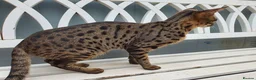 Savannah cats for sale: F3 Boy Brown Spotted Savannah TICA - Advert 3