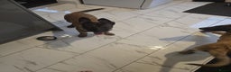 Belgian Shepherd Dog dogs for sale: 2 Belgian Shepherd puppies  - Advert 9
