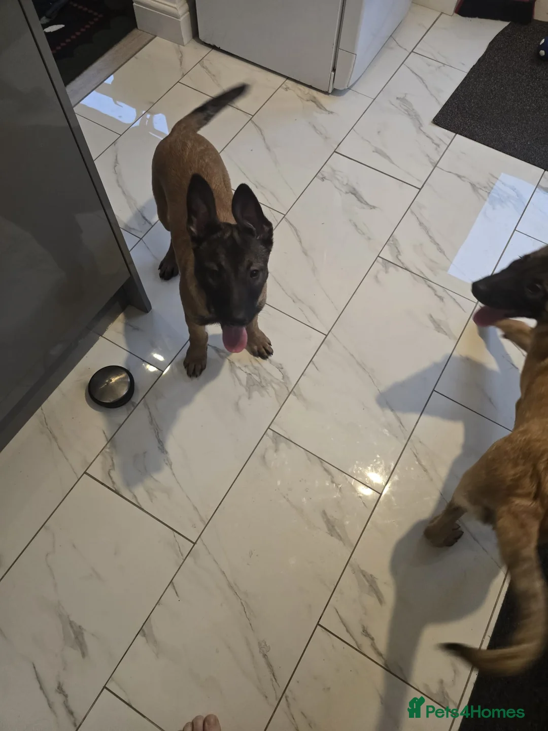 Belgian Shepherd Dog dogs for sale: 2 Belgian Shepherd puppies  - Advert 9