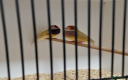 Finches birds for sale: Gouldian Finches for sale  - Image 2