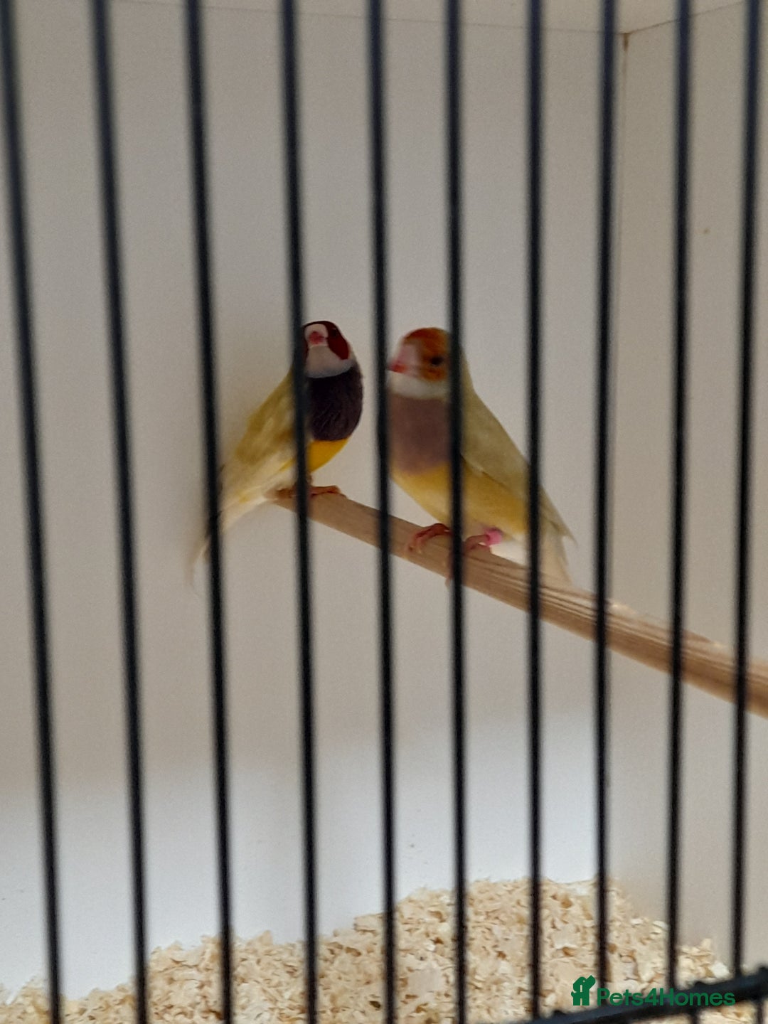 Finches birds for sale: Gouldian Finches for sale  - Image 2