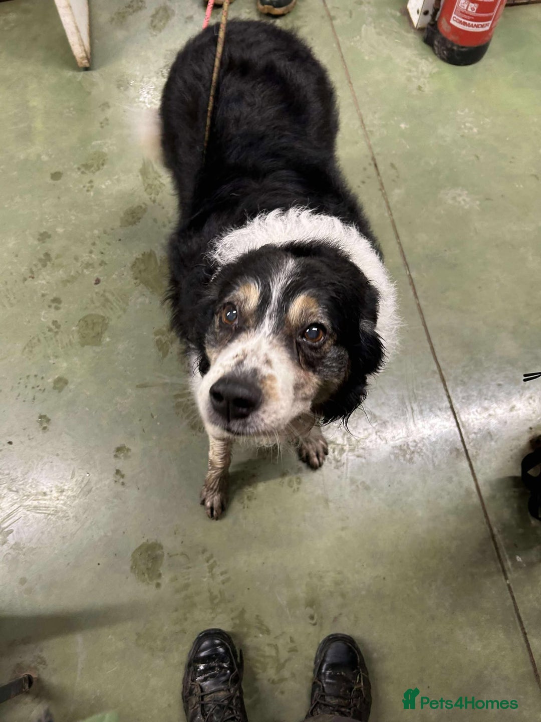 Mixed Breed dogs for adoption: JAZZ - Forever Foster  - Advert 5