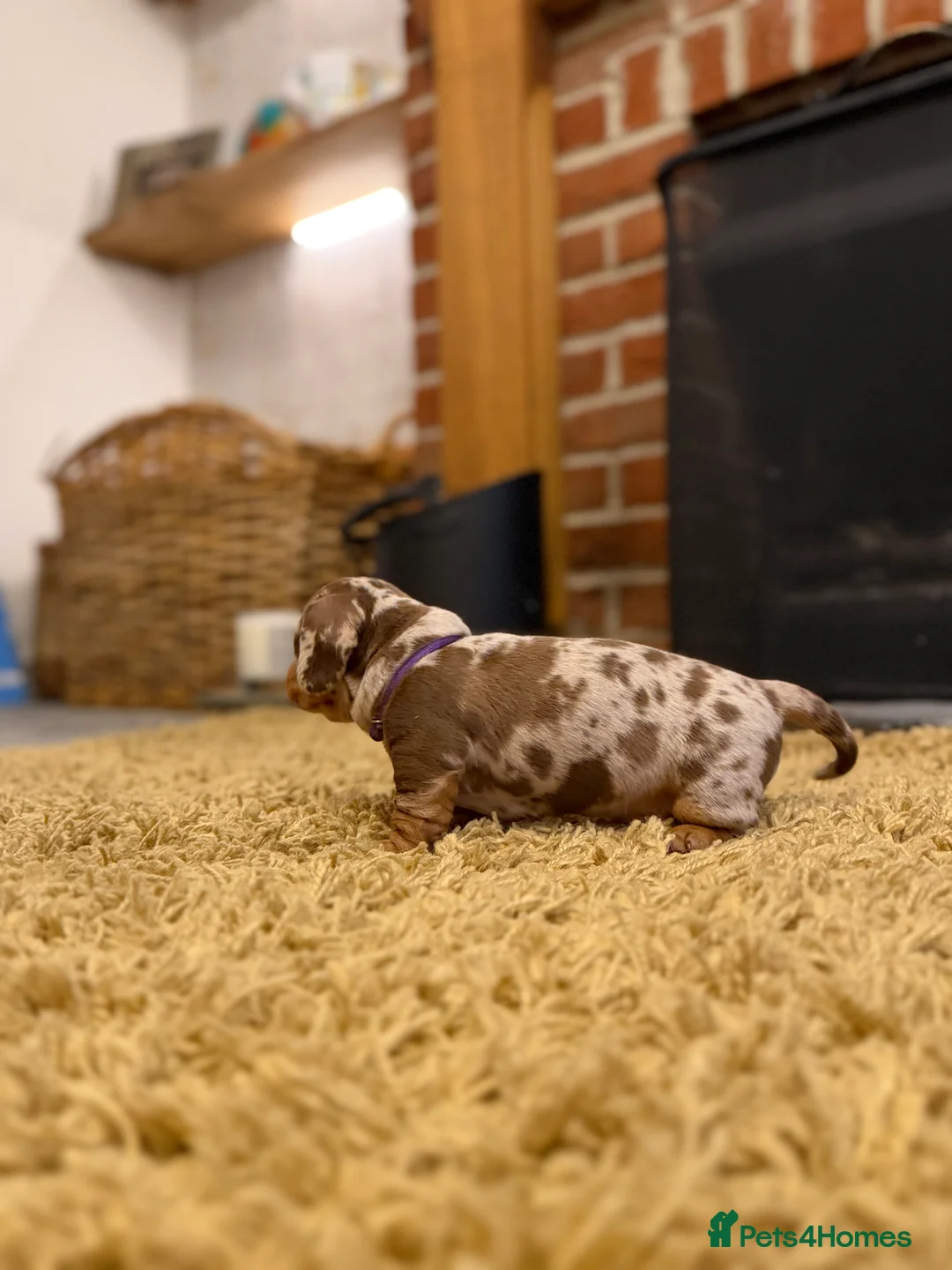 Miniature Dachshund dogs for sale: KC Miniature Dachshund puppies for sale  in Colchester - Advert 16