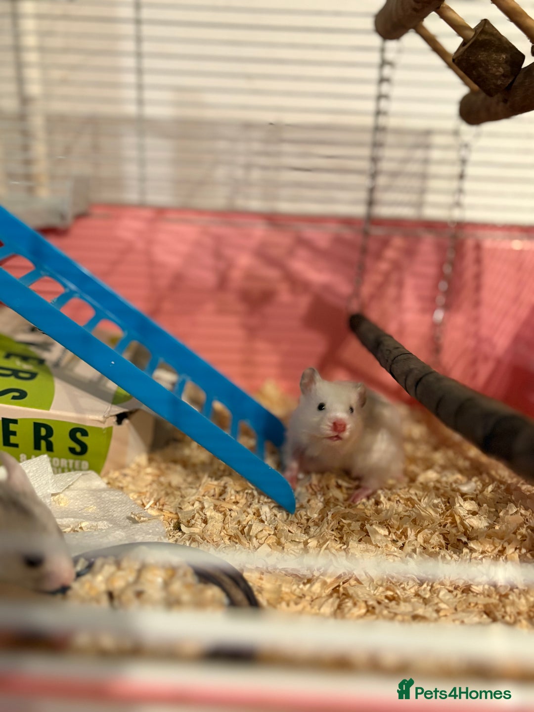 Hamster rodents for sale: Baby hamsters for sale - Advert 10