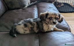 Mixed Breed dogs for sale: Damerian puppies  - Image 2