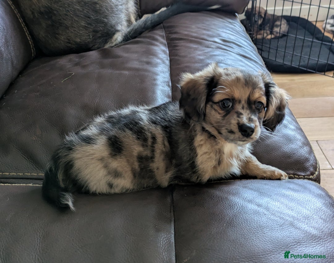 Mixed Breed dogs for sale: Damerian puppies  - Image 2