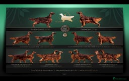 Irish Setter dogs for stud: KC REGISTERED IRISH SETTER FOR STUD  - Image 2
