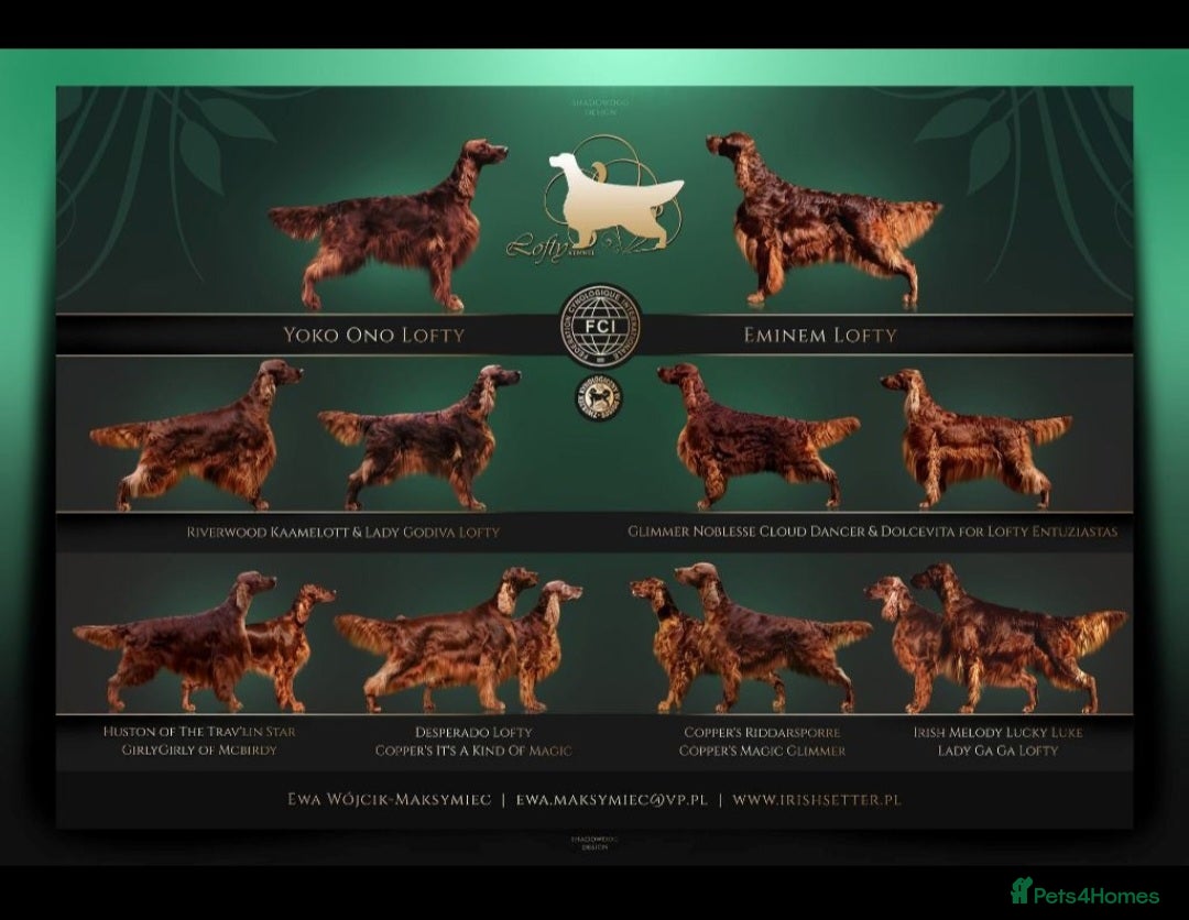 Irish Setter dogs for stud: KC REGISTERED IRISH SETTER FOR STUD  - Image 2