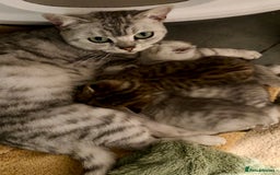 British Shorthair cats for sale: 🐾Adorable British Shorthair Kittens🐾 - Image 2