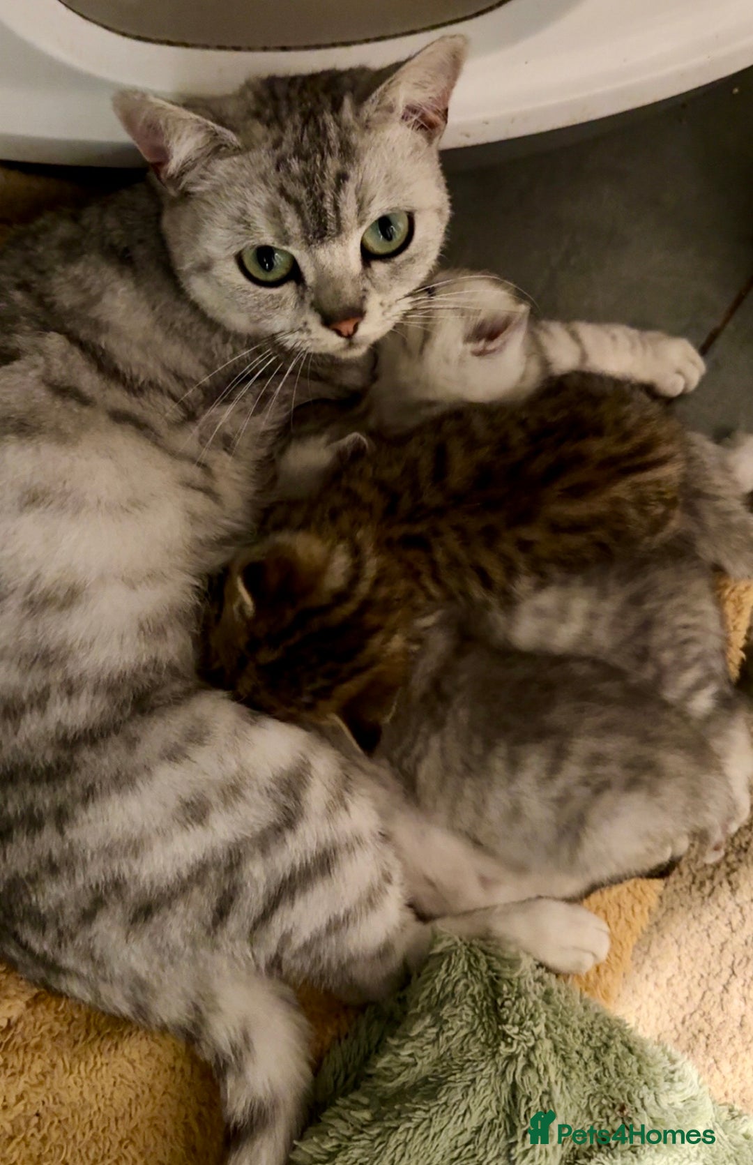 British Shorthair cats for sale: 🐾Adorable British Shorthair Kittens🐾 - Image 2