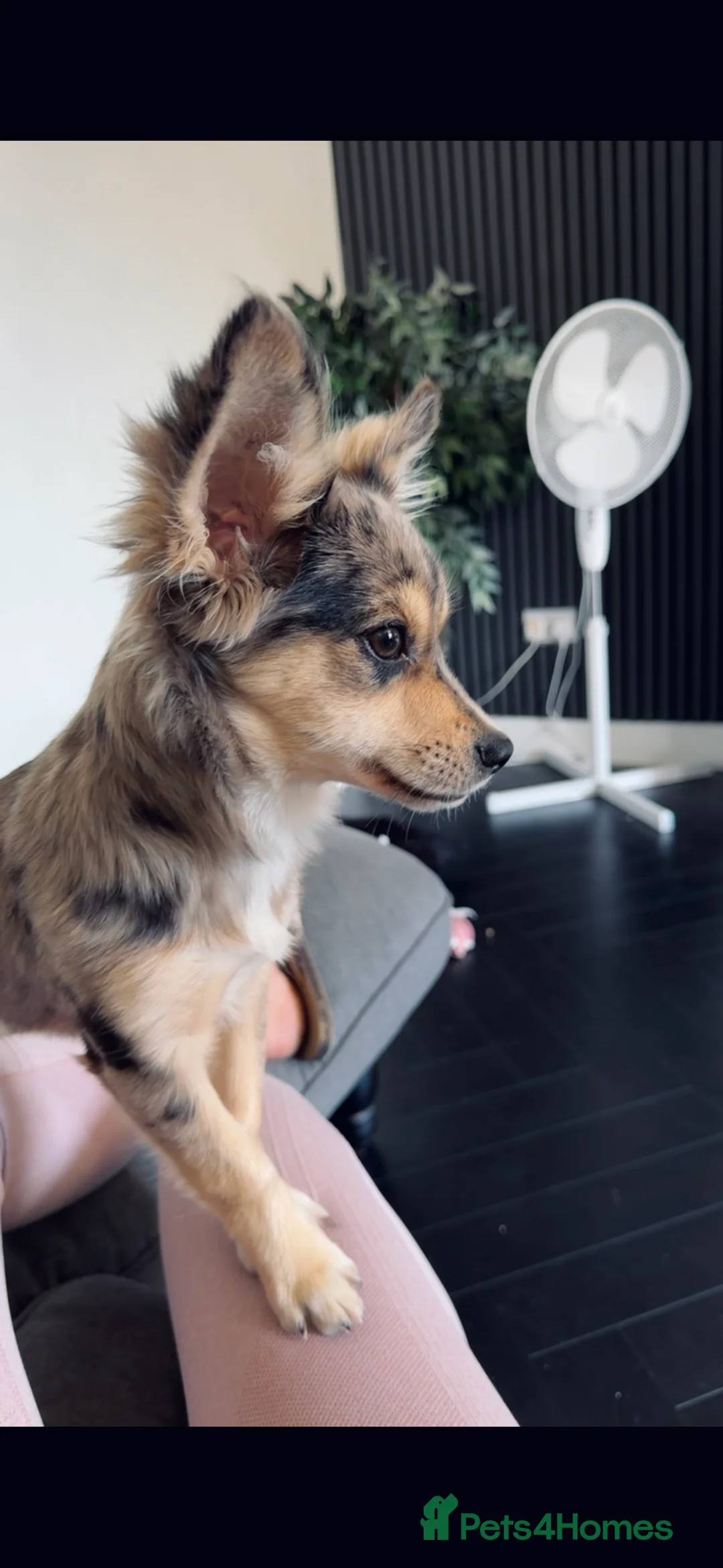 Jack Chi dogs for sale: 12 month old Merl JackChi  **  - Advert 2