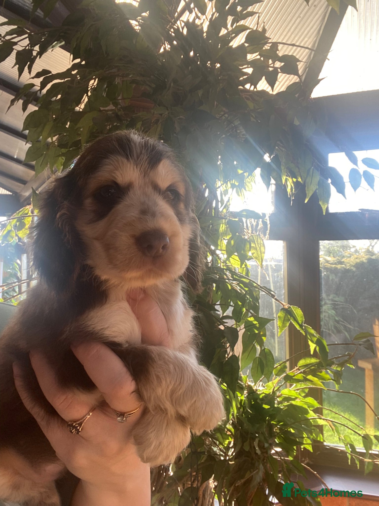 Cocker Spaniel dogs Gorgeous show cocker spaniels 3 boys left  - Advert 19