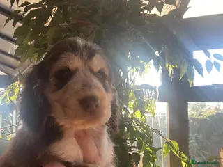 Cocker Spaniel dogs Gorgeous show cocker spaniels 3 boys left - Advert 19