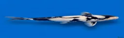 Koi Carp fish for sale: Japanese Koi - Top Quality - Advert 3