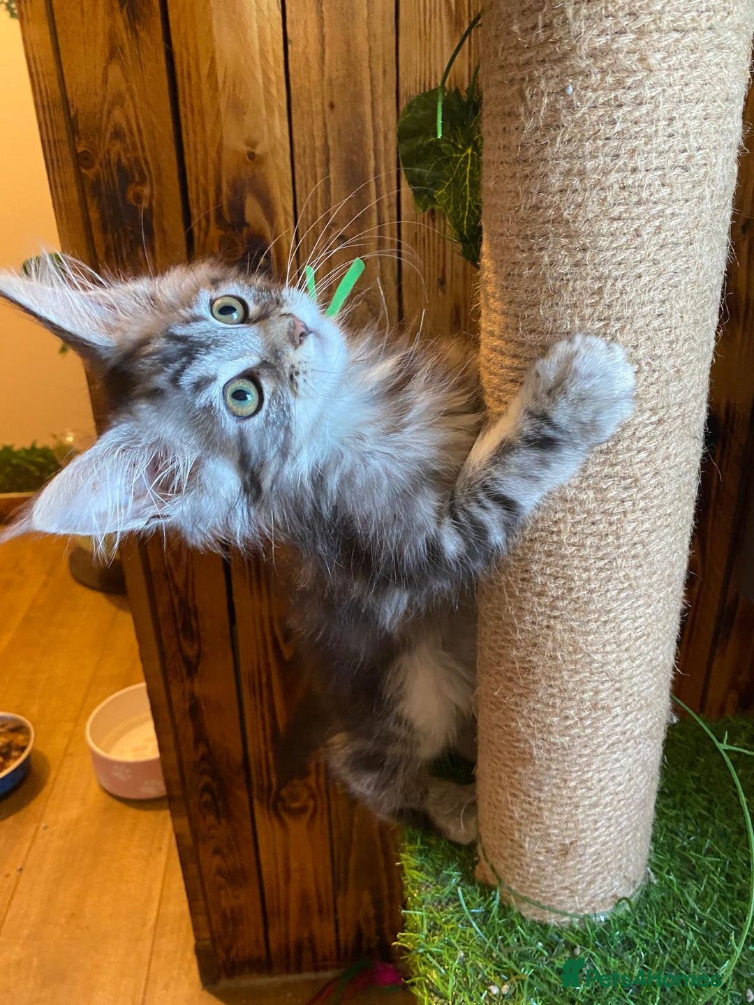 Maine Coon cats for sale: Gccf maine coon babies - Advert 29