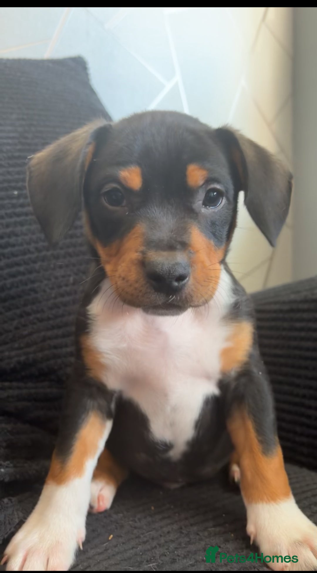 Mixed Breed dogs for sale: Beautiful 9 month old boy - Advert 2