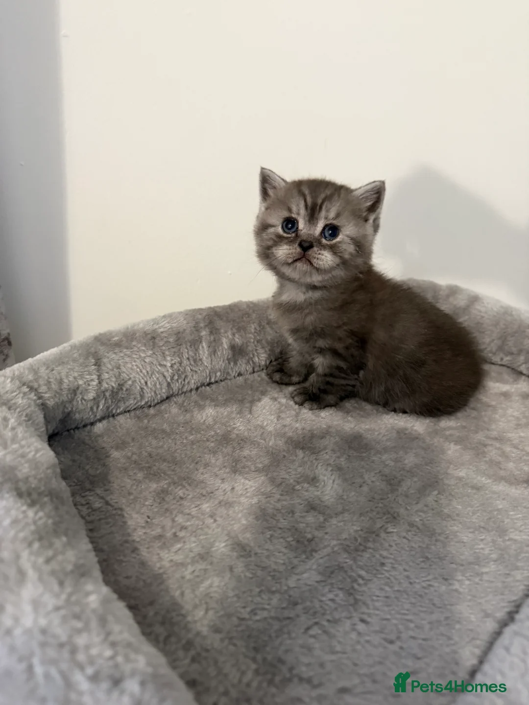 Scottish Fold cats for sale: Scottish fold female kitten pure breed in London - Advert 9