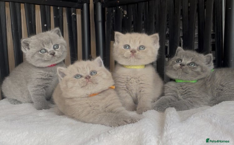 British Shorthair cats - Advert 1