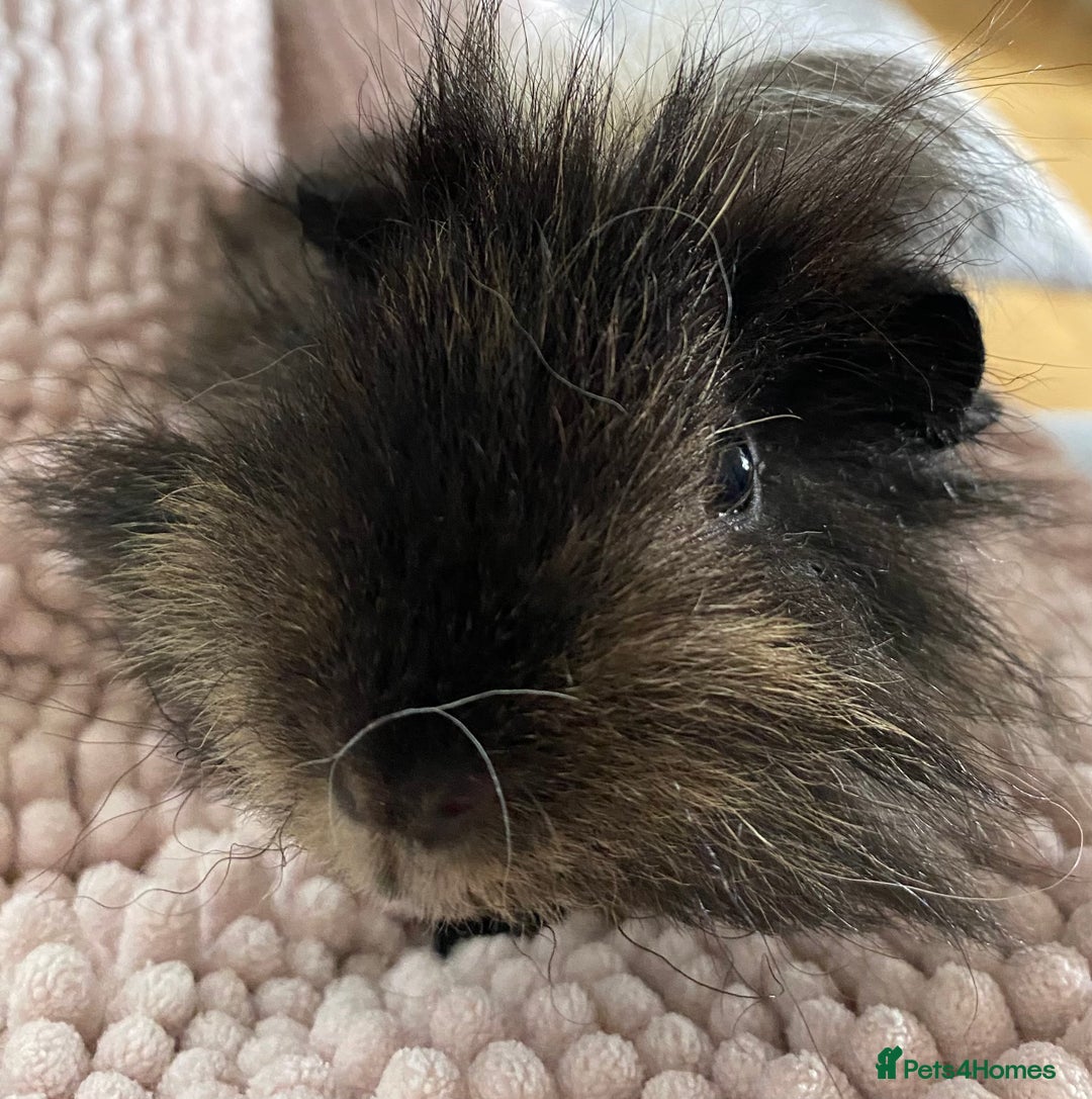 Guinea Pig rodents for sale: 3 month old Lunkarya black and cream male in Beckenham - Image 3