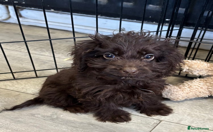 Cockapoo dogs Quality Chocolate Cockapoo Boys - Advert 4